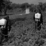 Food safety programme - Gatunga, Kenya